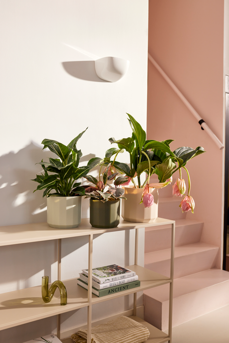 facet rund 19cm mandelrosa